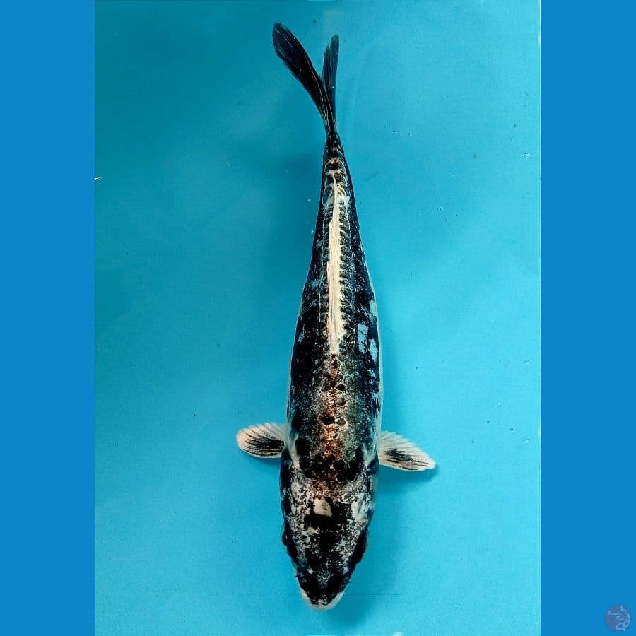 kikokuryu 19 cm
