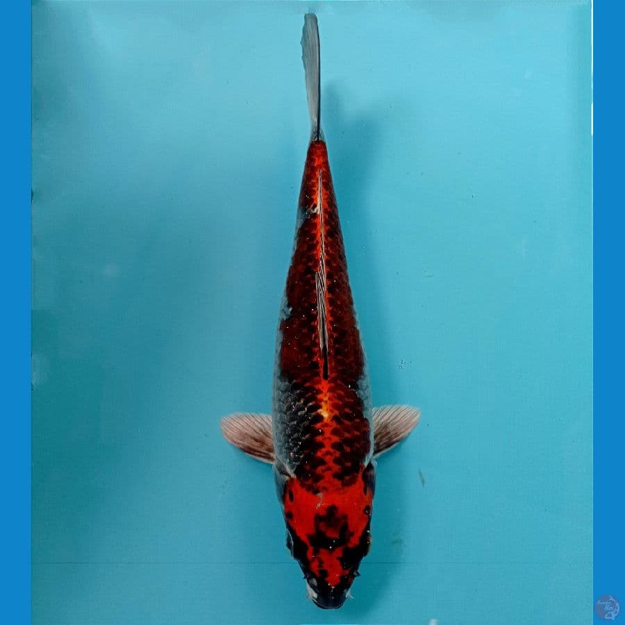 beni ginggA 22cm