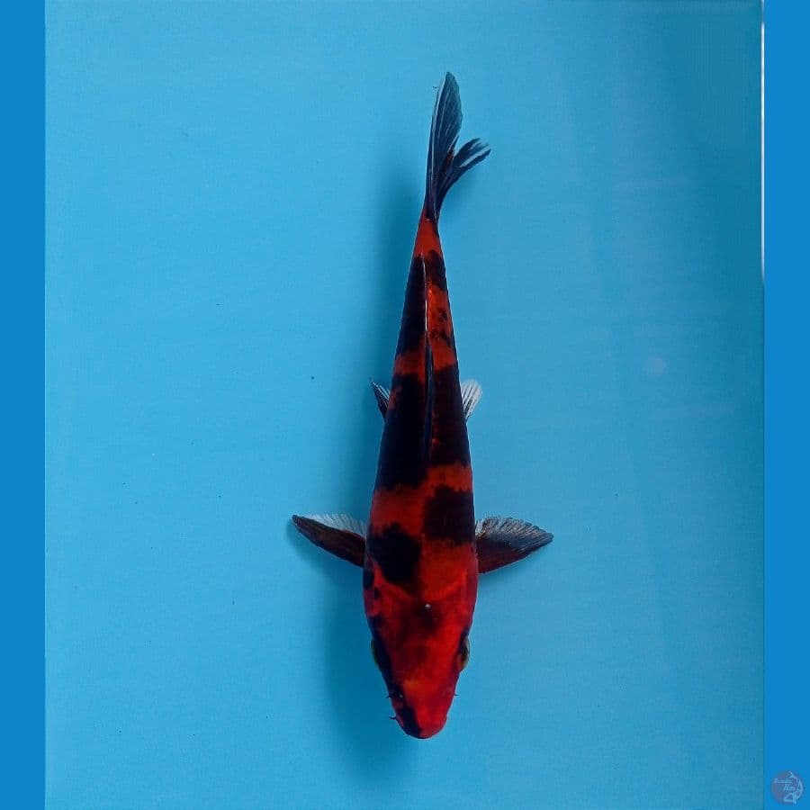 kin utsuri 16cm