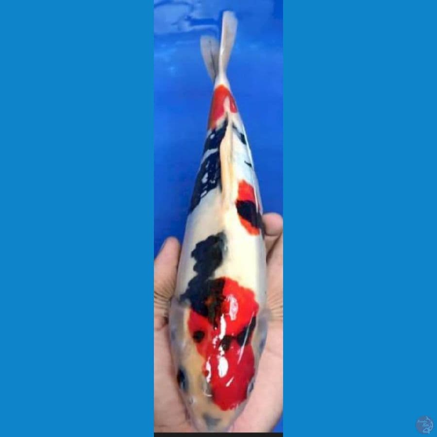Doitsu Showa Jantan 36 cm