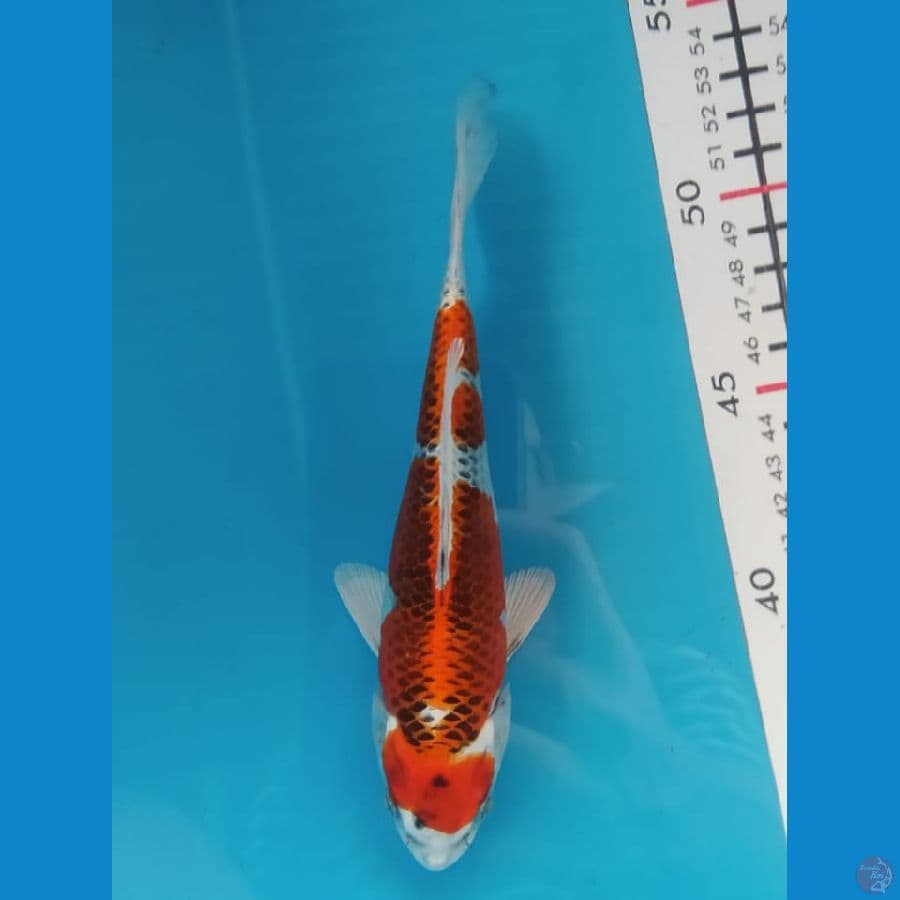 Kujaku size 18 cm