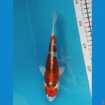 Kujaku size 18 cm