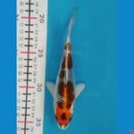 Kujaku size 16 cm