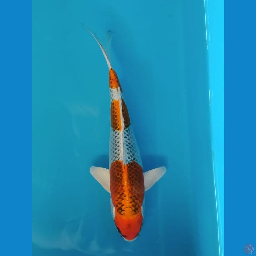 Kujaku size 22 cm