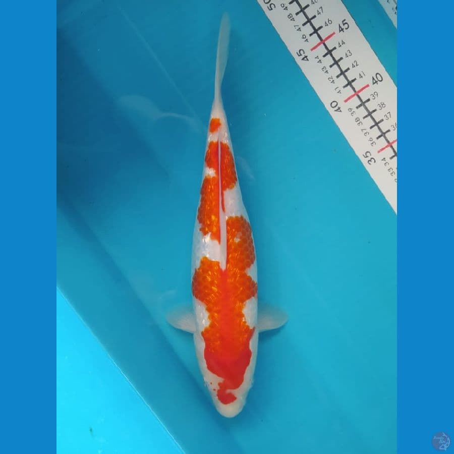 Ginrin kohaku size 30 cm f