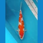 Ginrin kohaku size 30 cm f