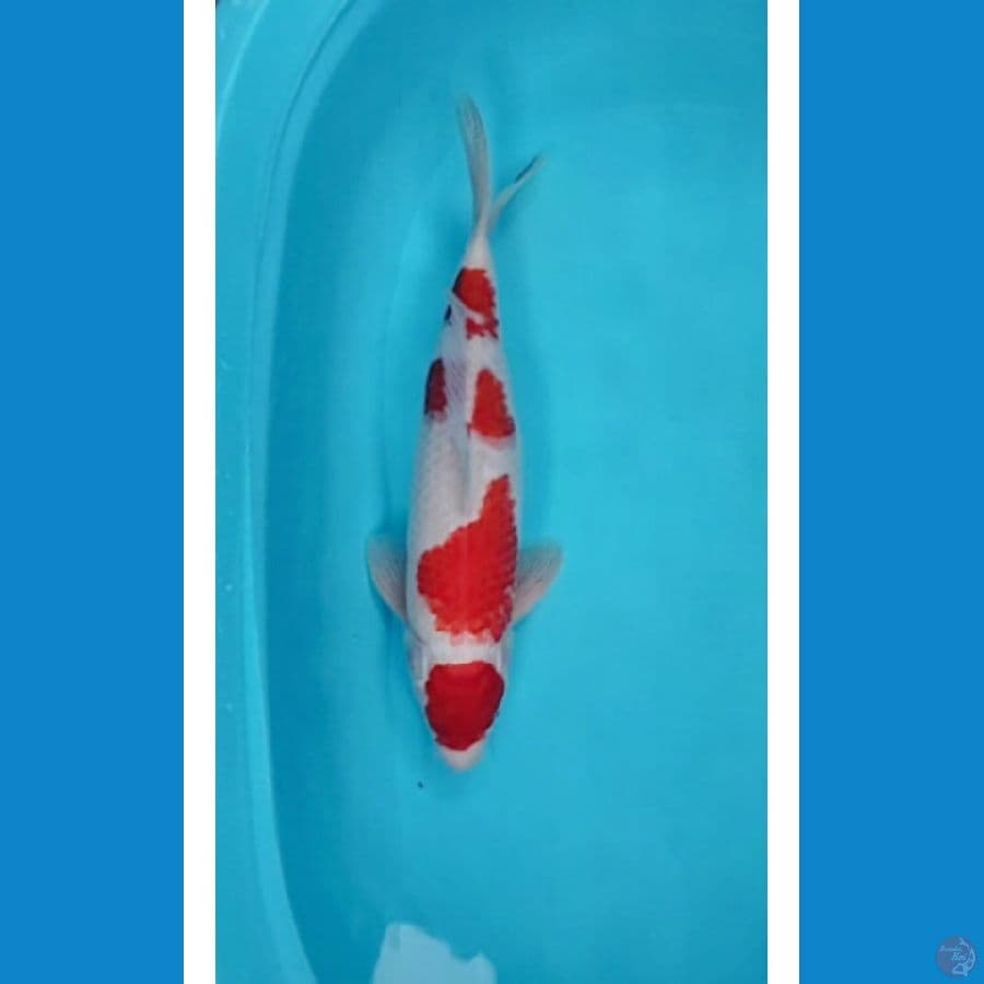 kohaku male 40cm