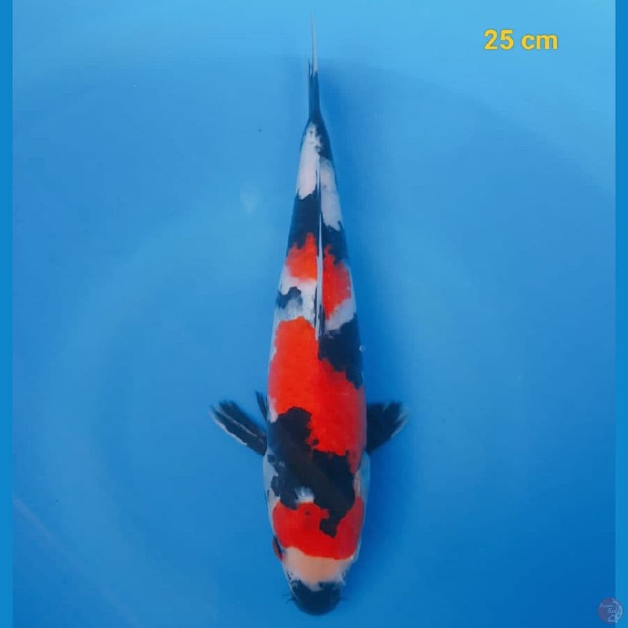 Male 25 cm