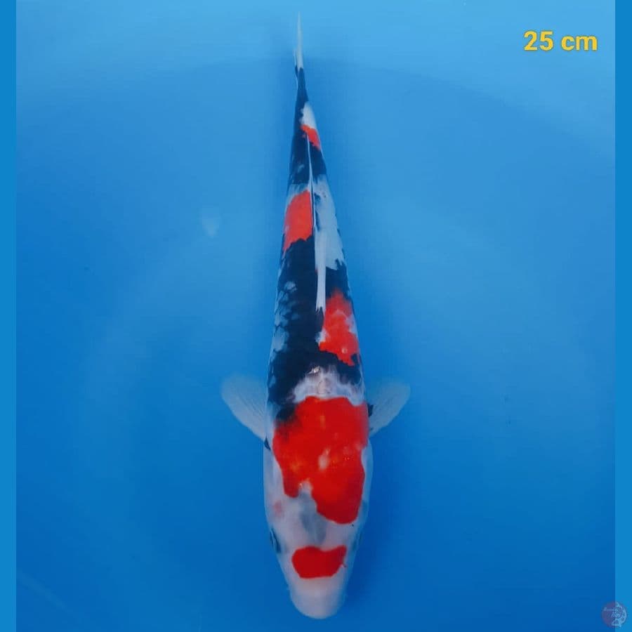 Male 25 cm