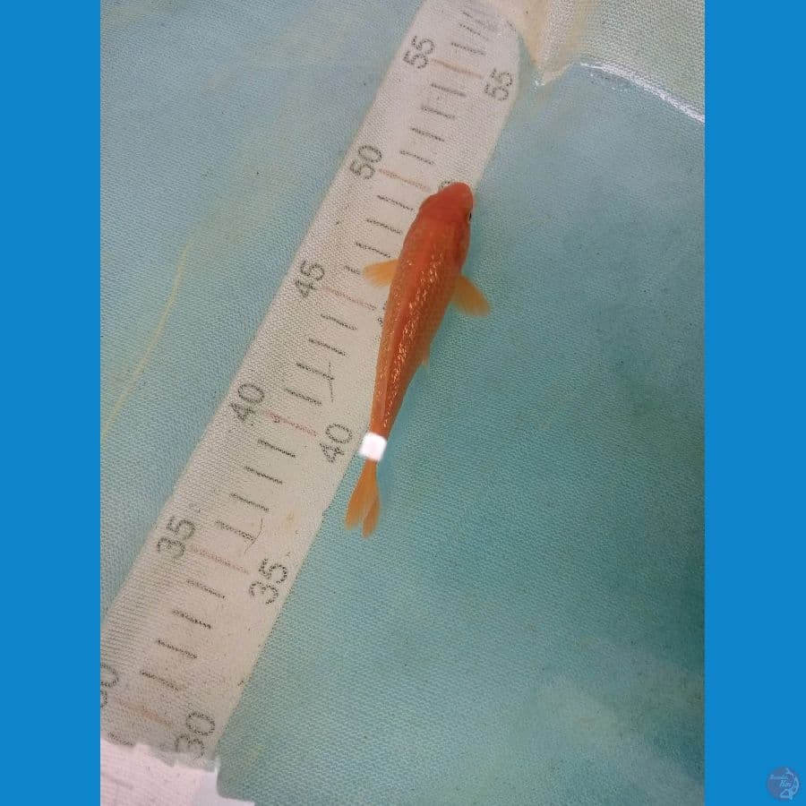 super red karasi gindrin 9cm