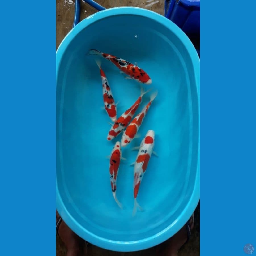 Paket Kohaku Sanke SQ Red strong Ori®
