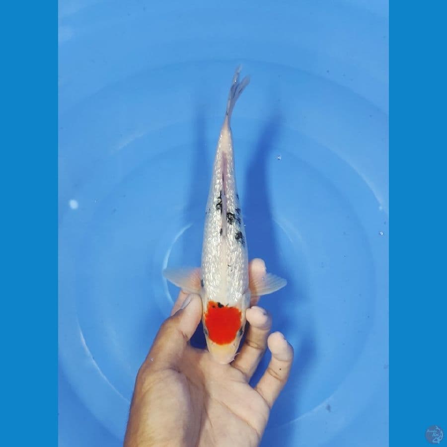 23 CM ~ TANCO SANKE