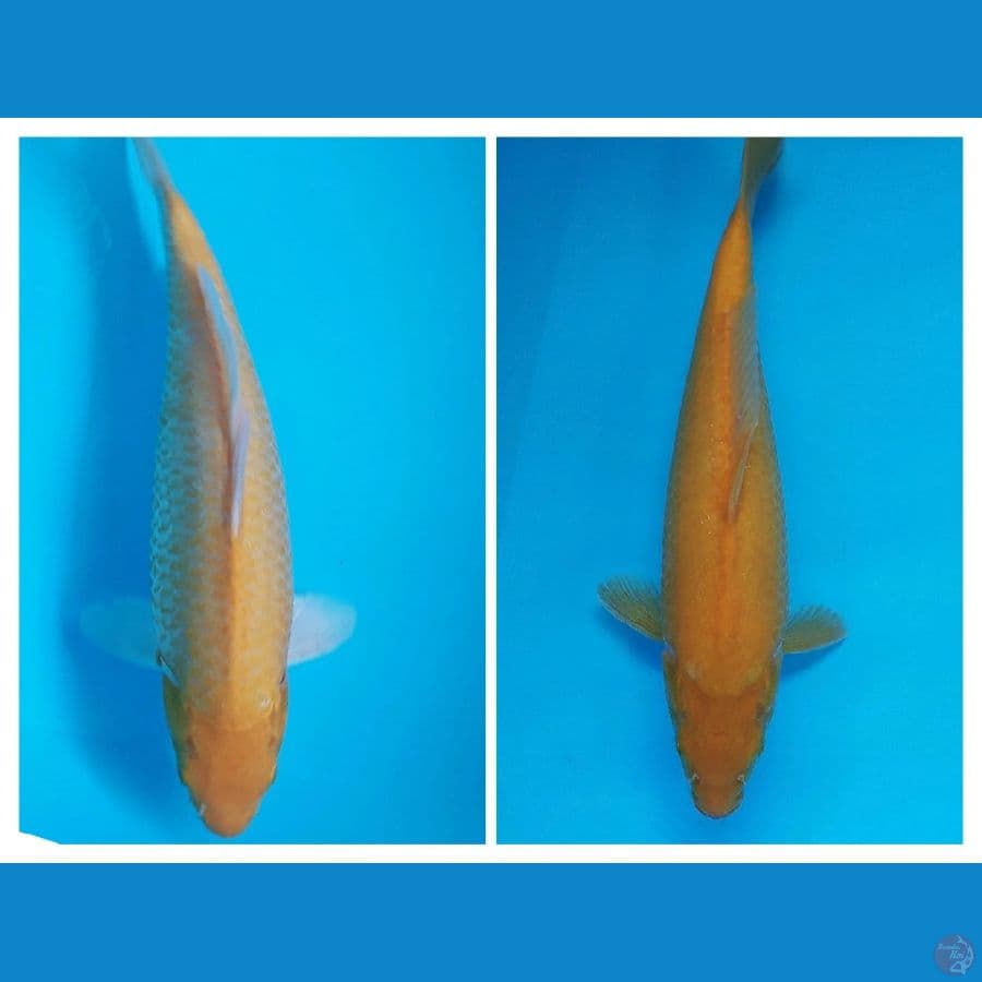 Duel karasi 31-35 cm MM & MH