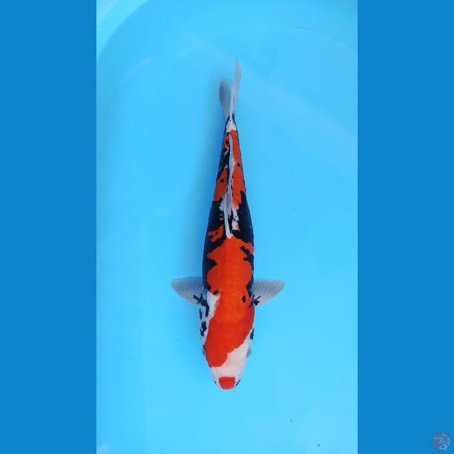 Red magma benikimonryu 42cm