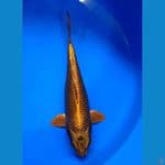MASTER KOI ~ GOOD FUKURIN HIKARIMONO 34 FEMALE