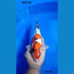 showa 30cm