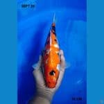 showa 32cm