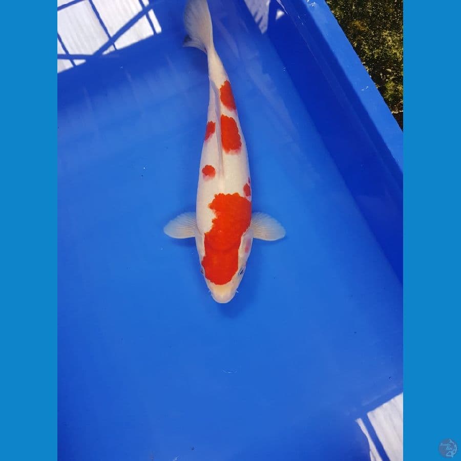 kohaku 32 cm