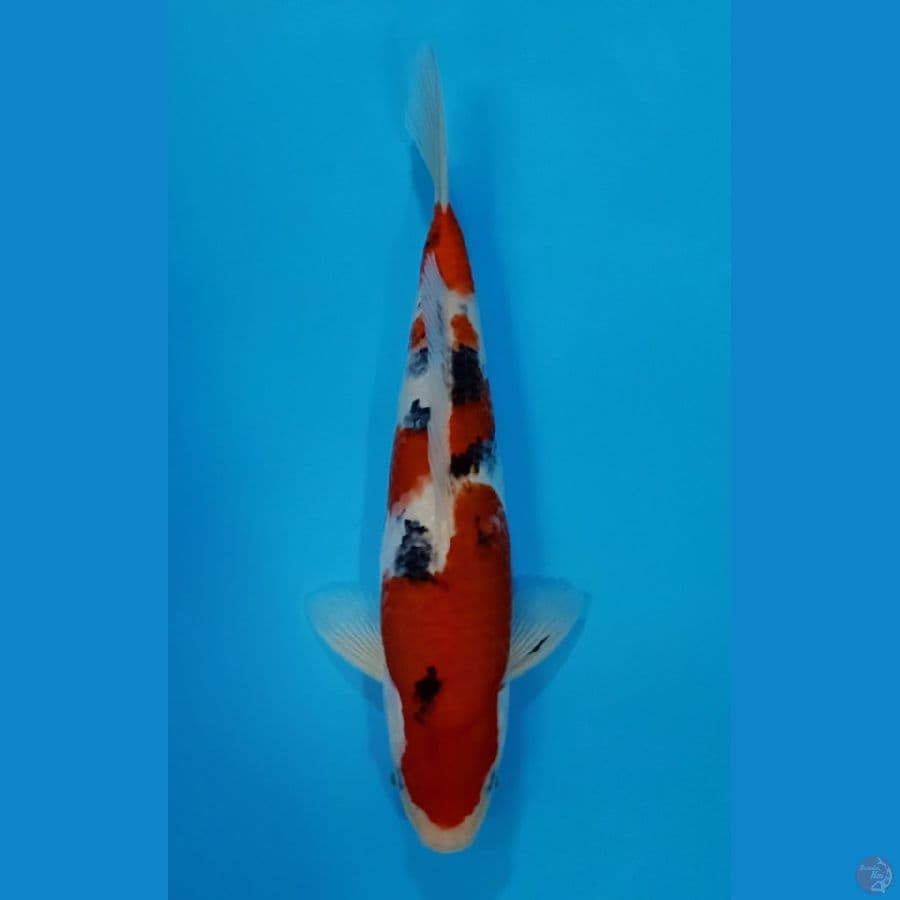 HQ SANKE 32CM MALE