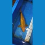 karamel 36cm