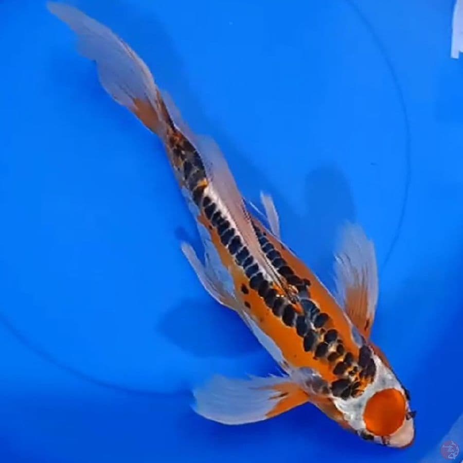 KUMPAY TANCHO SHUSUI 40CM 