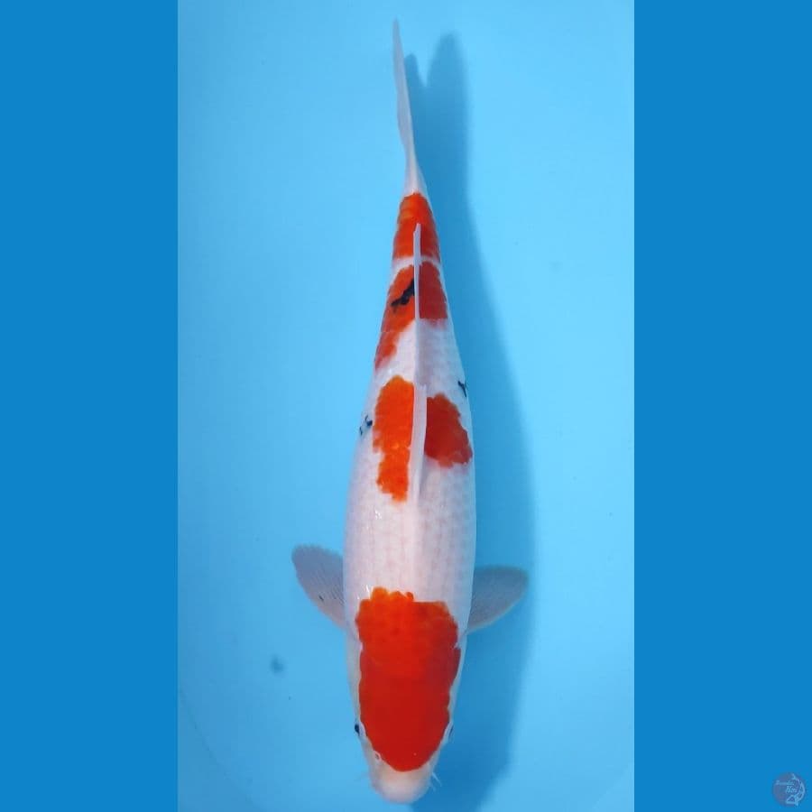 SANKE BAHAN INDUK ~51cm/FEEMALE~
