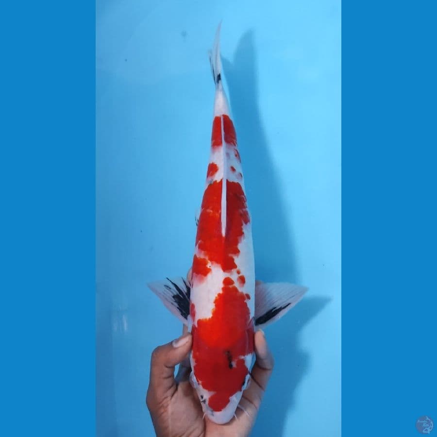 SHOWA TATEGOI ~42CM/MALE~