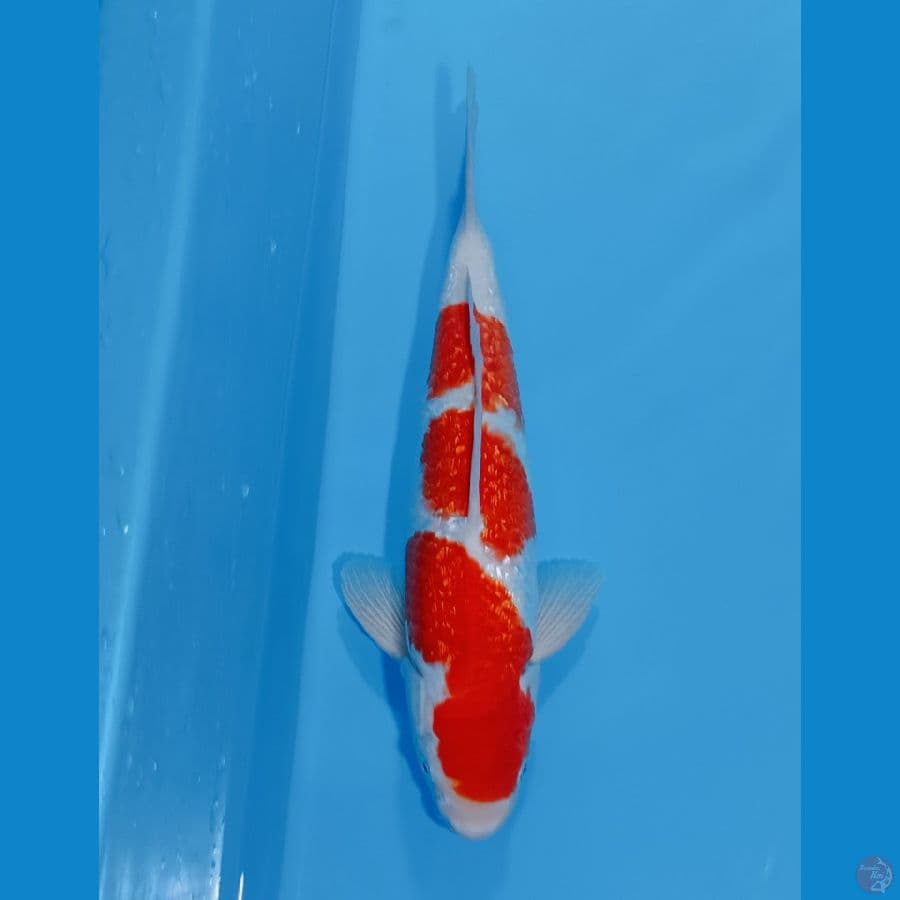 KOHAKU GINDRIN 3 STEP 40CM JANTAN