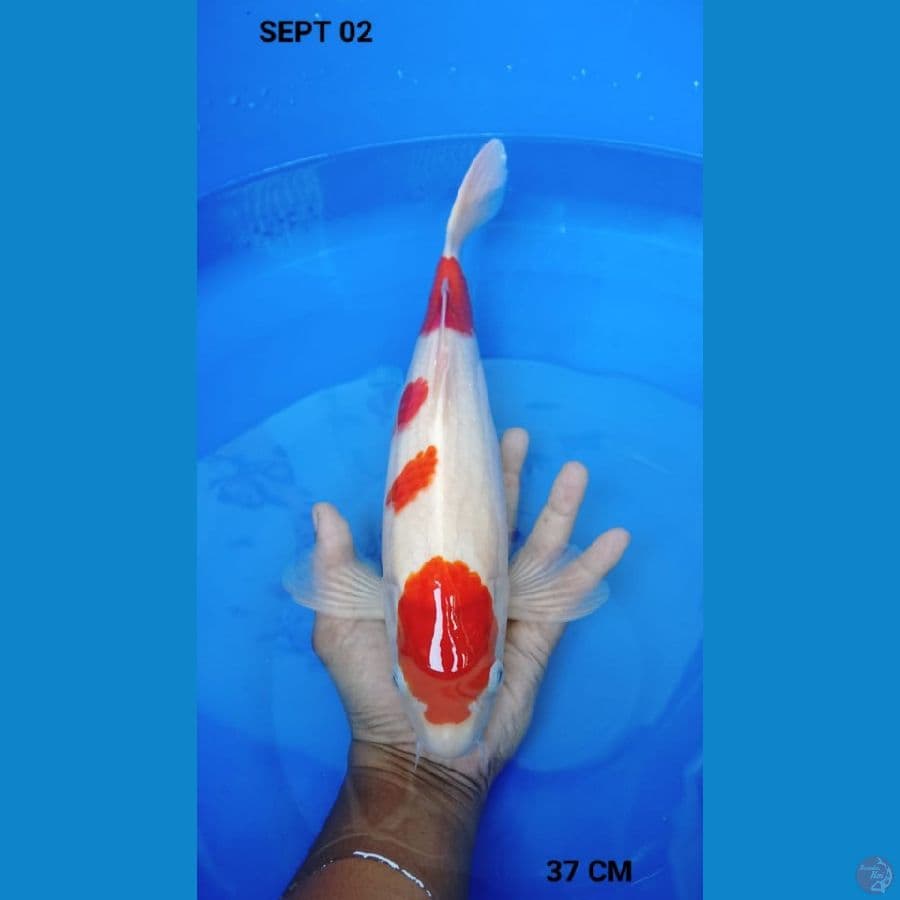 kohaku 37cm