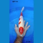 kohaku 37cm