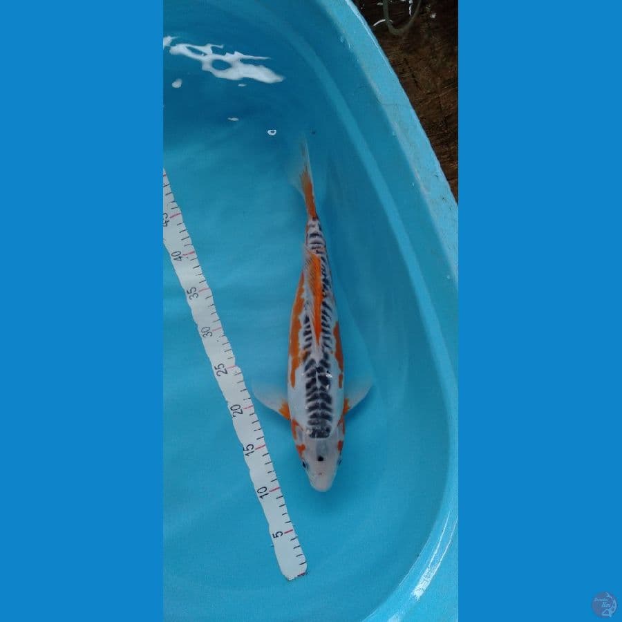 Hanashusui F 42cm