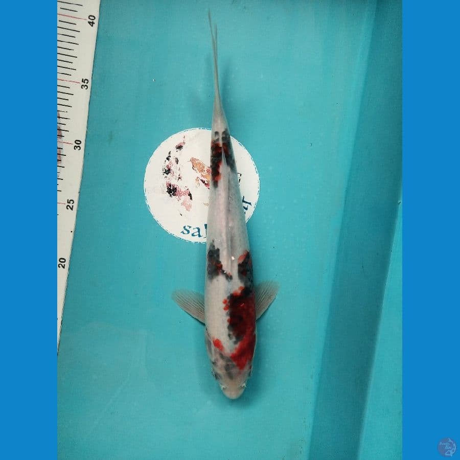 Ai goromo 31cm