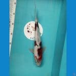 Ai goromo 31cm