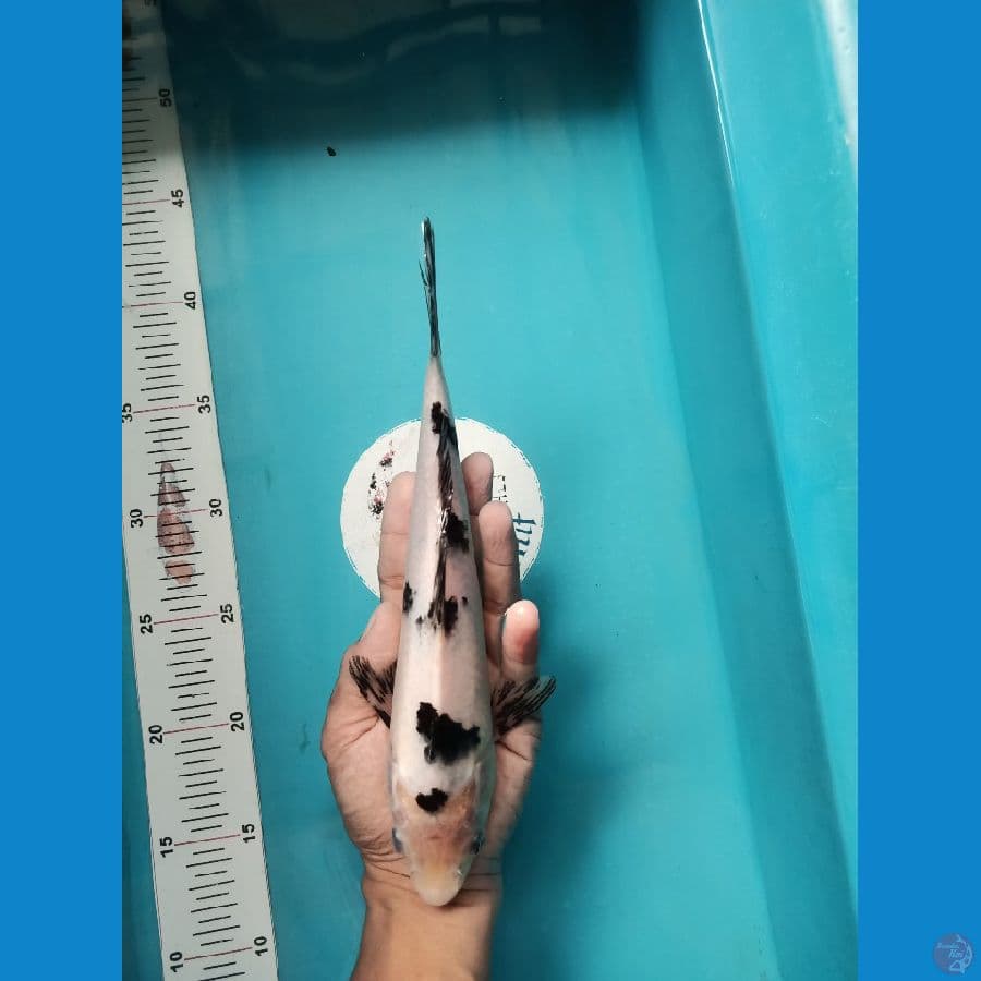 Bekko 27cm