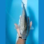 SORAGOI GINRIN 36 cm/Male
