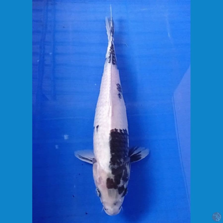super tategoi 35 cm 