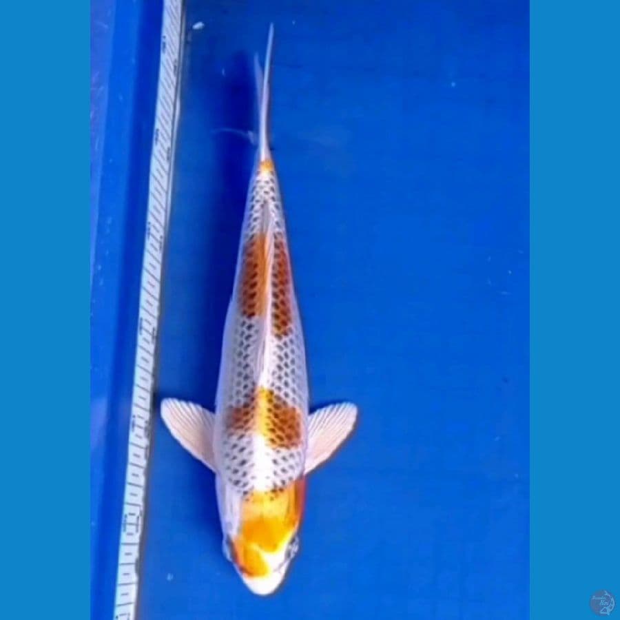 kujaku 30 cm 