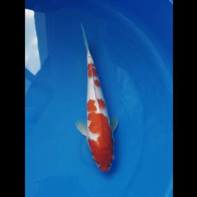 Kohaku 3 Step