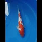 Kohaku 3 Step