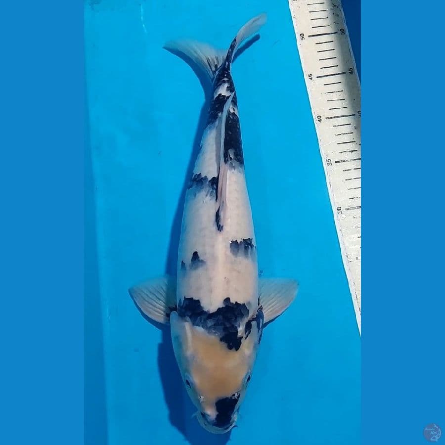 SHIRO 43 CM