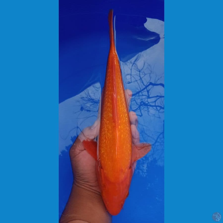 prestasi BIS, Ginrin c di ukuran 20cm
