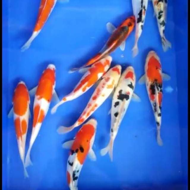 Gosanke mix 10ekr size 20 cm