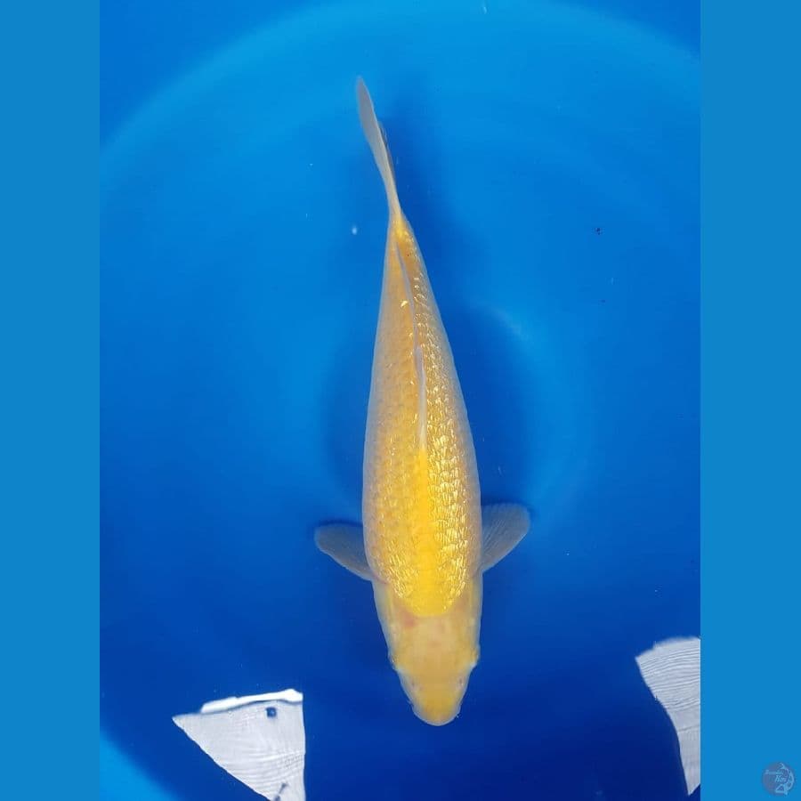Karasi fuull ginrin 38cm bulky