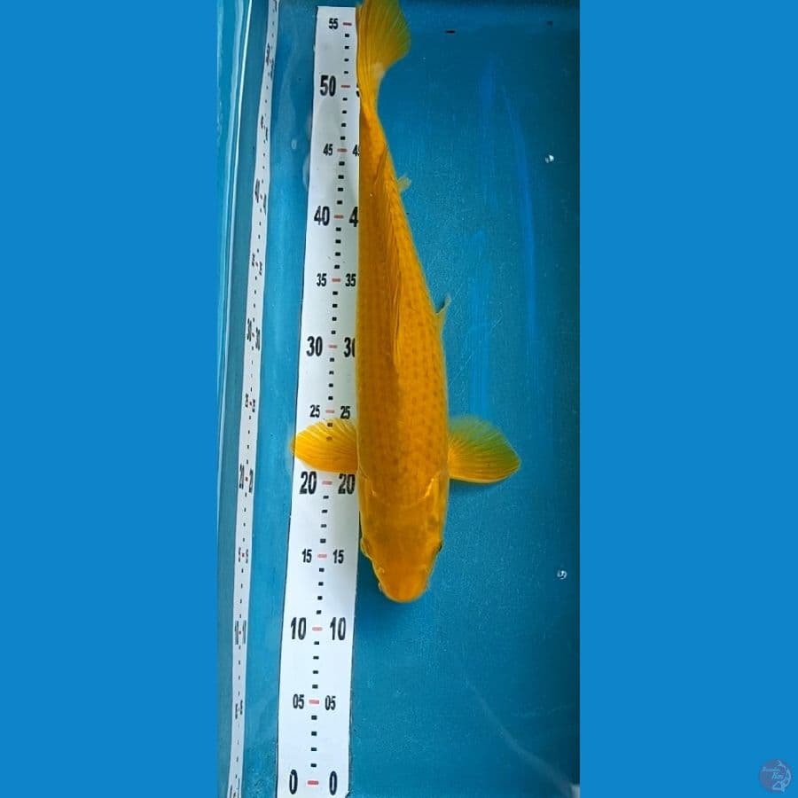 midorigoi 44 cm