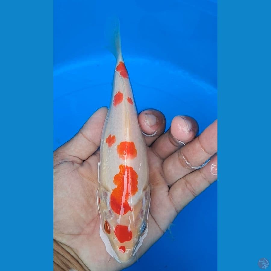 kohaku 25 bu asli merah