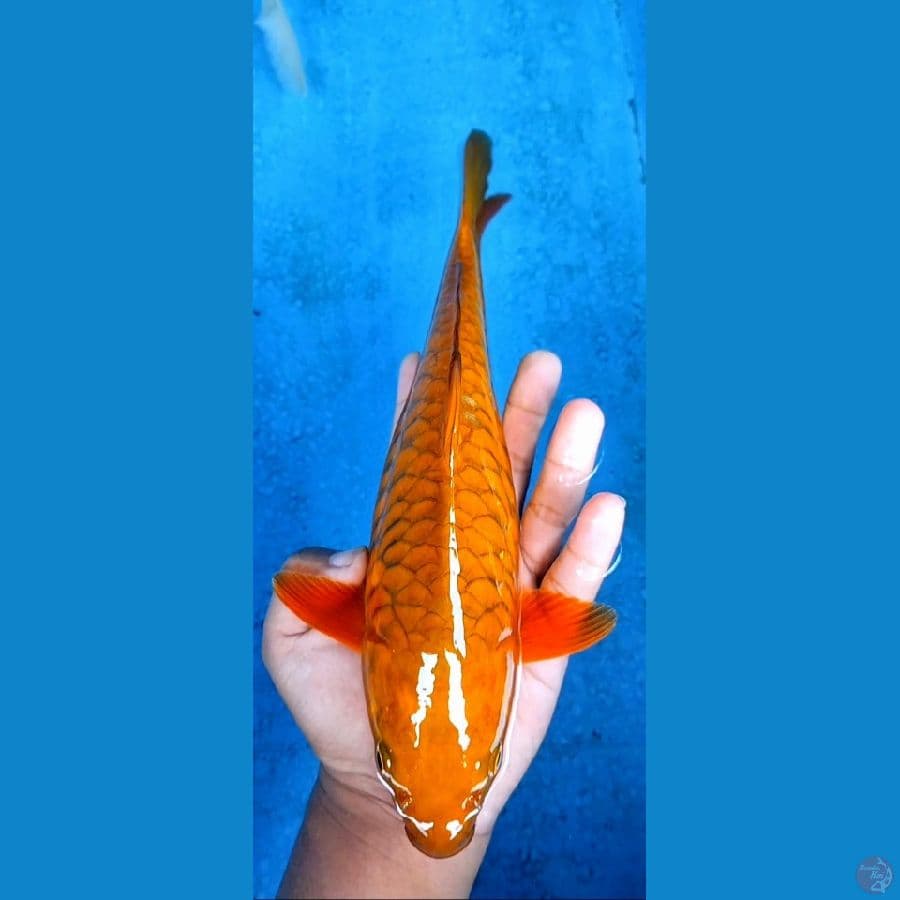 chagoi tembaga aragoke