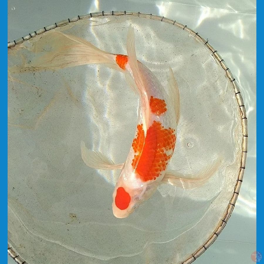 kohaku sz:32cm