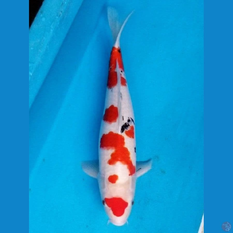 SANKE 51 CM FEMALE