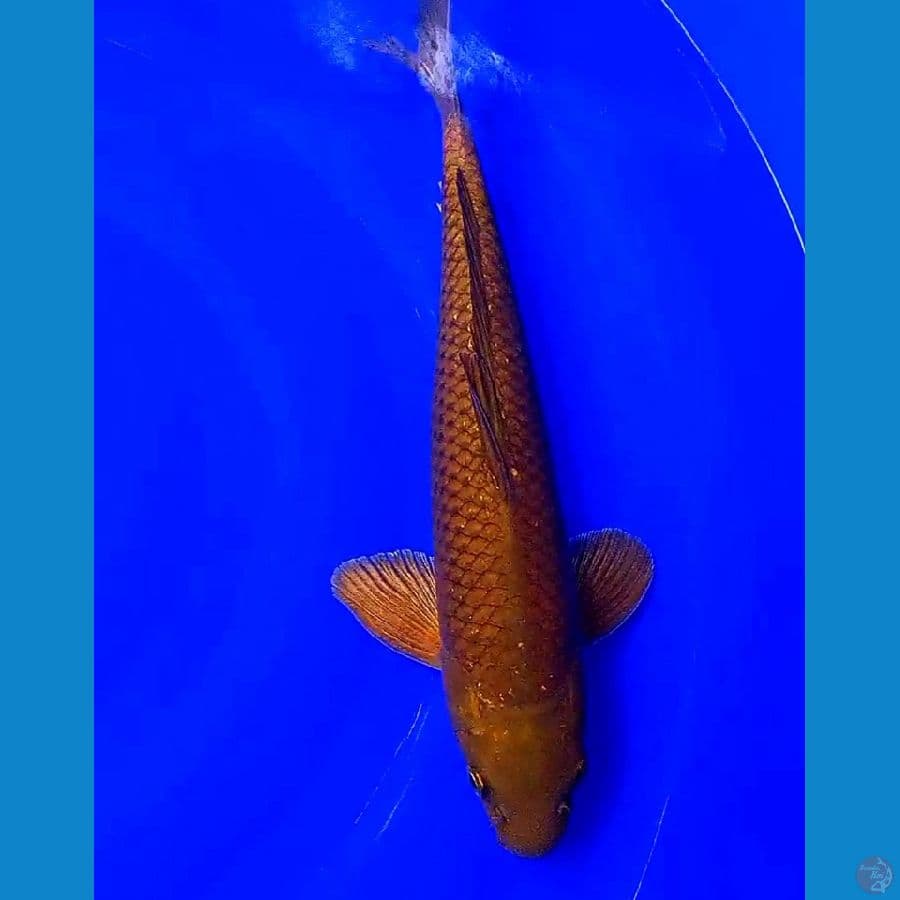 Caghoi tembaga M 35 cm