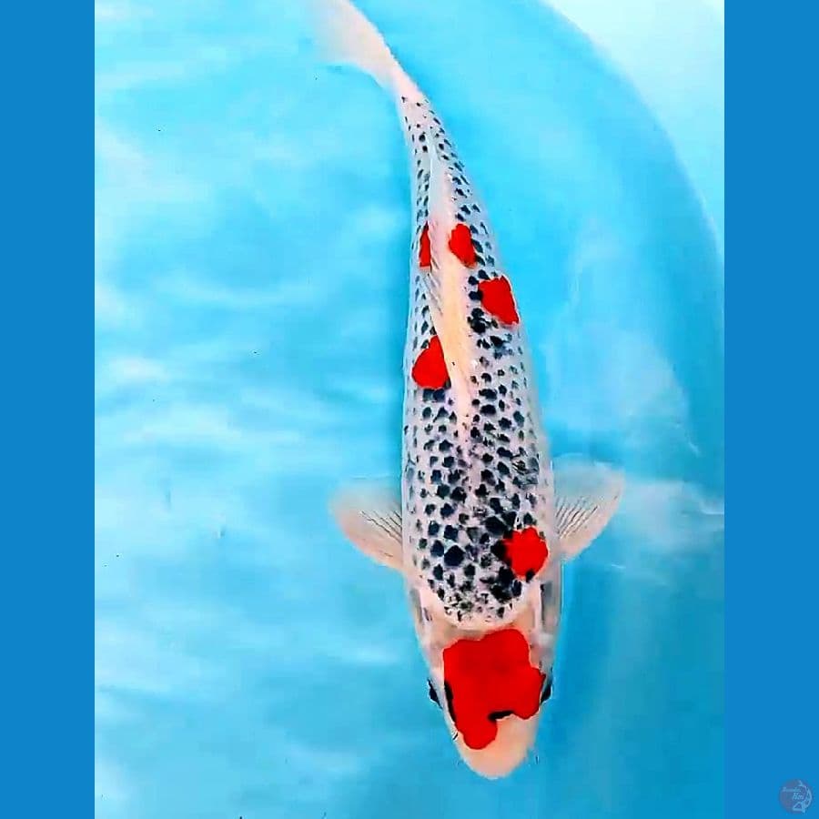 SAkura red strong male 34 cm